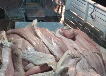 Batalhão Ambiental da PMAM apreende 946 quilos de pescado ilegal