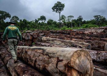 Pesquisadores temem a crescente e “apavorante” destruição da floresta e invasão de grileiros no Amazonas
