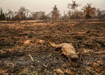 Queimadas mataram 17 milhões de animais vertebrados no Pantanal em 2020, aponta estudo