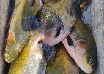 Base Arpão apreende mais de uma tonelada de pescado ilegal em Coari