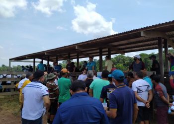 Idam realiza dia do campo voltado para para Criação de Bovinos em Itacoatiara
