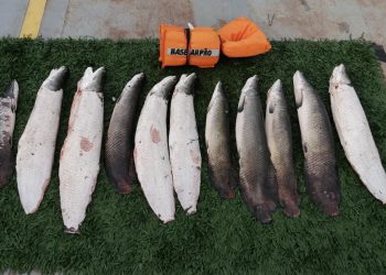 Mais de 50 quilos de pescado ilegal são apreendidos por policiais da Base Arpão