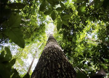 Estudo mapeia pesquisas científicas na Amazônia