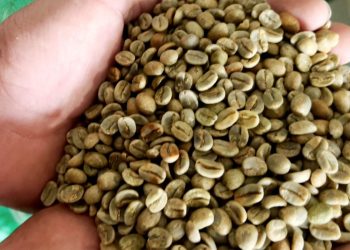 Mantiqueira de Minas conquista o mercado de cafés especiais