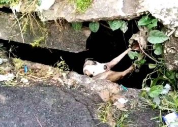 ‘Tarzan’ é resgatado após cair em bueiro na zona oeste de Manaus