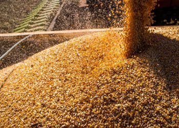 Valor da Produção Agropecuária fecha 2022 em R$ 1,189 trilhão