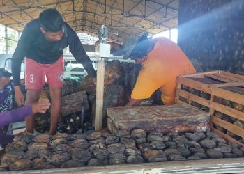 Em Manicoré, Idam acompanha seringueiros da extração à comercialização da borracha