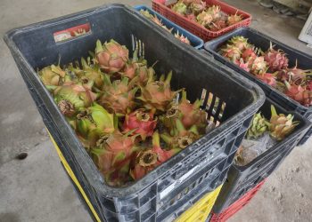 Idam busca alavancar a cultura de pitaia no Amazonas em parceria com maior agricultor da fruta no estado