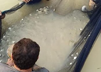 Governo do Amazonas impulsiona crescimento da produção de peixe em Codajás