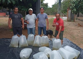 Governo do Amazonas entrega 80 mil alevinos para piscicultores de Novo Airão