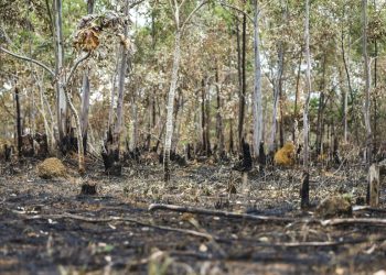 Inpe: desmatamento aumenta no Cerrado e cai na Amazônia
