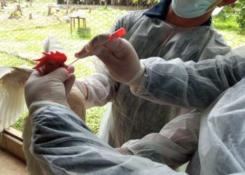 Adaf intensifica ações de monitoramento de cepas virais da Influenza Aviária no Amazonas
