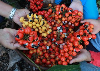 Roteiro em Maués: Cidade do Amazonas é famosa pela produção de guaraná