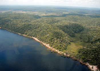 Desmatamento no Amazonas tem queda de 55% no primeiro semestre de 2023