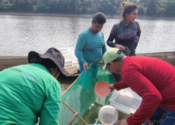 Estudo avalia potencial econômico da pesca ornamental na RDS do Juma