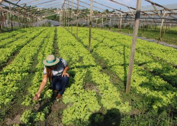 Governo do Amazonas cria gabinete do setor primário para diminuir impactos da estiagem
