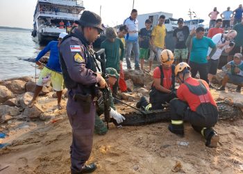 Polícia Militar do Amazonas resgata jacaré na Manaus Moderna