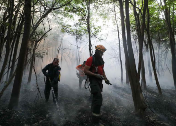 Governo do Amazonas contrata brigadistas para reforçar combate às queimadas