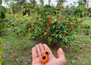 Em dezembro, Idam inaugura Unidade Demonstrativa do Guaraná em Manacapuru