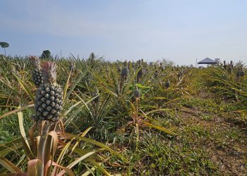 Itacoatiara: Novo Remanso terá Unidade Demonstrativa do Abacaxi em 2024