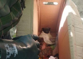 Batalhão Ambiental da PMAM resgatou um sauim-de-coleira após o animal sofrer uma descarga elétrica