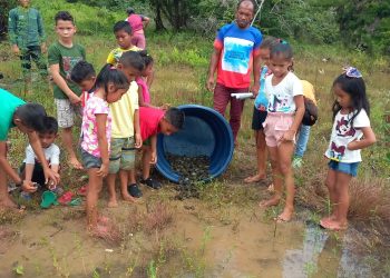 Em trabalho comunitário, mais de 800 filhotes de quelônios são devolvidos à natureza na RDS Rio Madeira