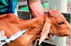 Médicos veterinários devem realizar atualização do cadastro no programa de vacinação contra a brucelose