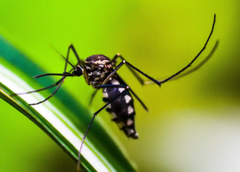Primeiro na vacinação em massa contra dengue, Dourados tem Dia D