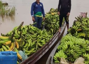 Idam orienta agricultores familiares sobre a Sigatoka Negra nas lavouras de banana no Amazonas