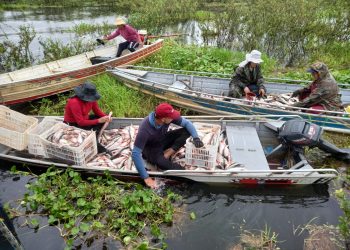 Governo do Amazonas apoia retomada da pesca do mapará em Careiro da Várzea com previsão de gerar mais de R$ 1 milhão em recursos