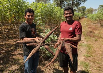 No Dia da Mandioca, Idam ressalta importância da cultura para agricultura familiar local