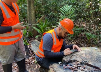 Com apoio do Governo do Amazonas, projeto usa aplicativo para identificar e agilizar fiscalizações de madeiras da Amazônia