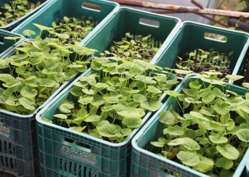 Sepror divulga Plano Estadual de Agroecologia e Produção Orgânica do Amazonas para consulta pública
